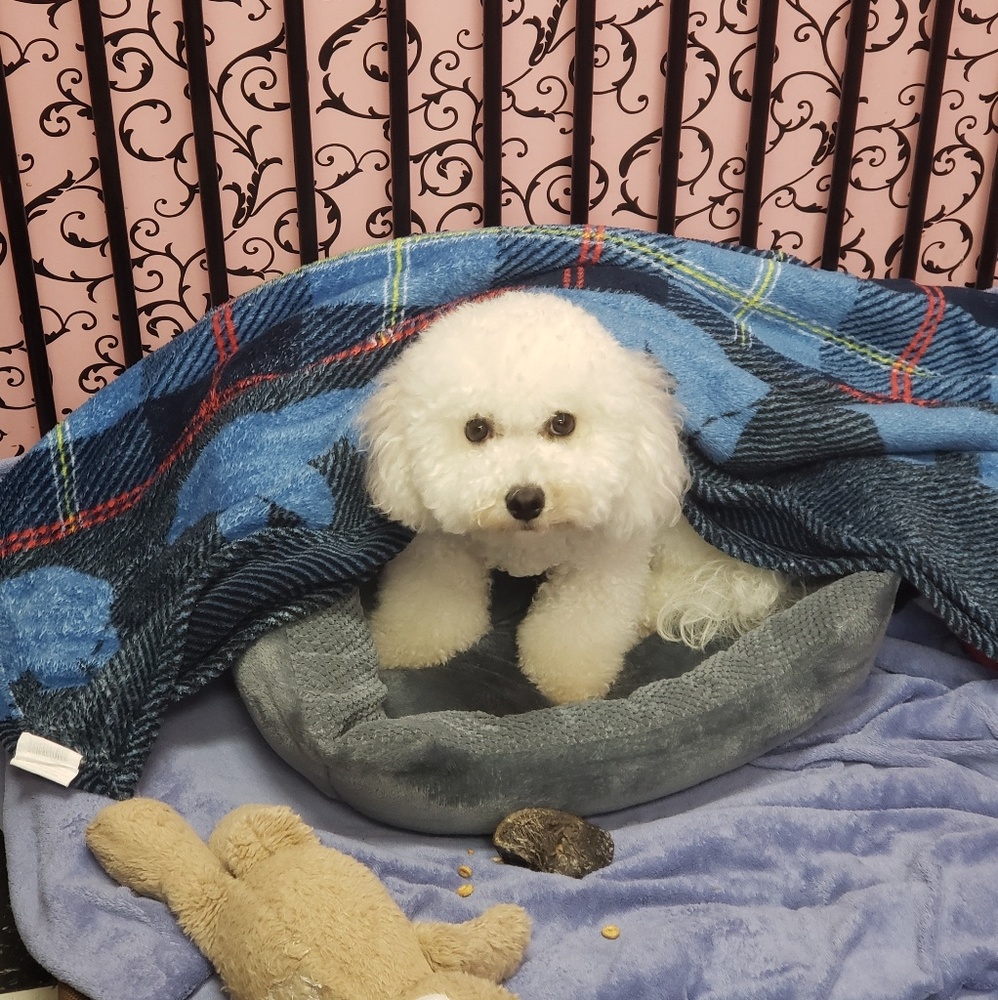 Meet your Posher, Internetpie